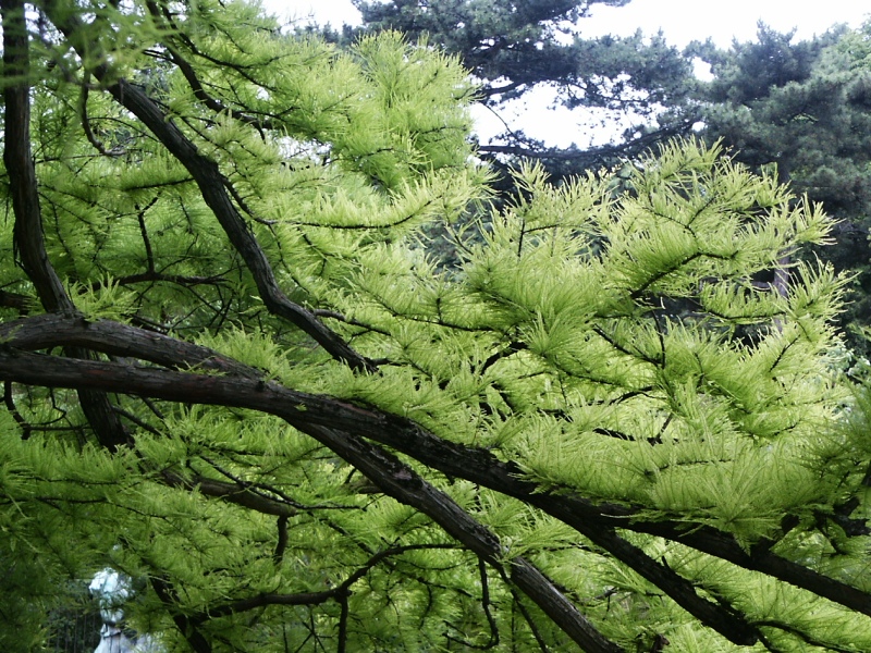 Taxodium ascendens Nutans (syn. T. distichum var. Nutans)