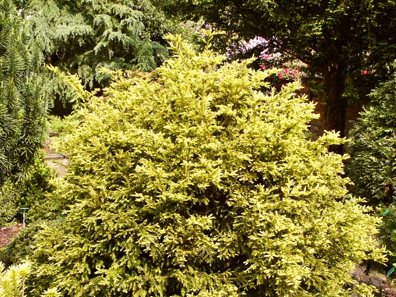 Taxus baccata Adpressa Aurea