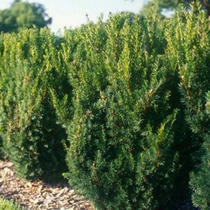 Taxus media Hillii