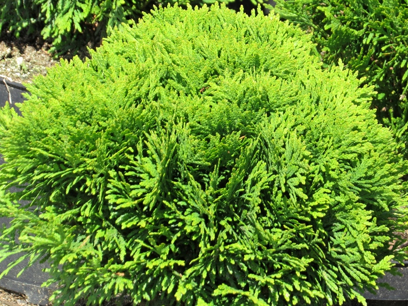 Thuja occidentalis Danica