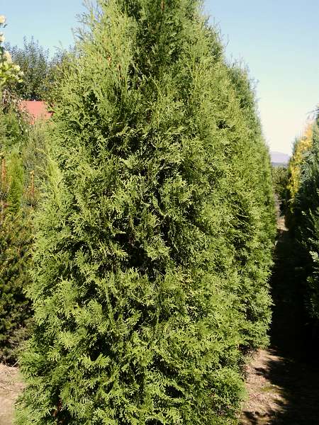 Thuja occidentalis Malonyana