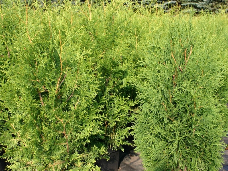 Thuja occidentalis Brabant