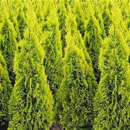 Thuja occidentalis Jantar
