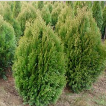 Thuja plicata Kórnik