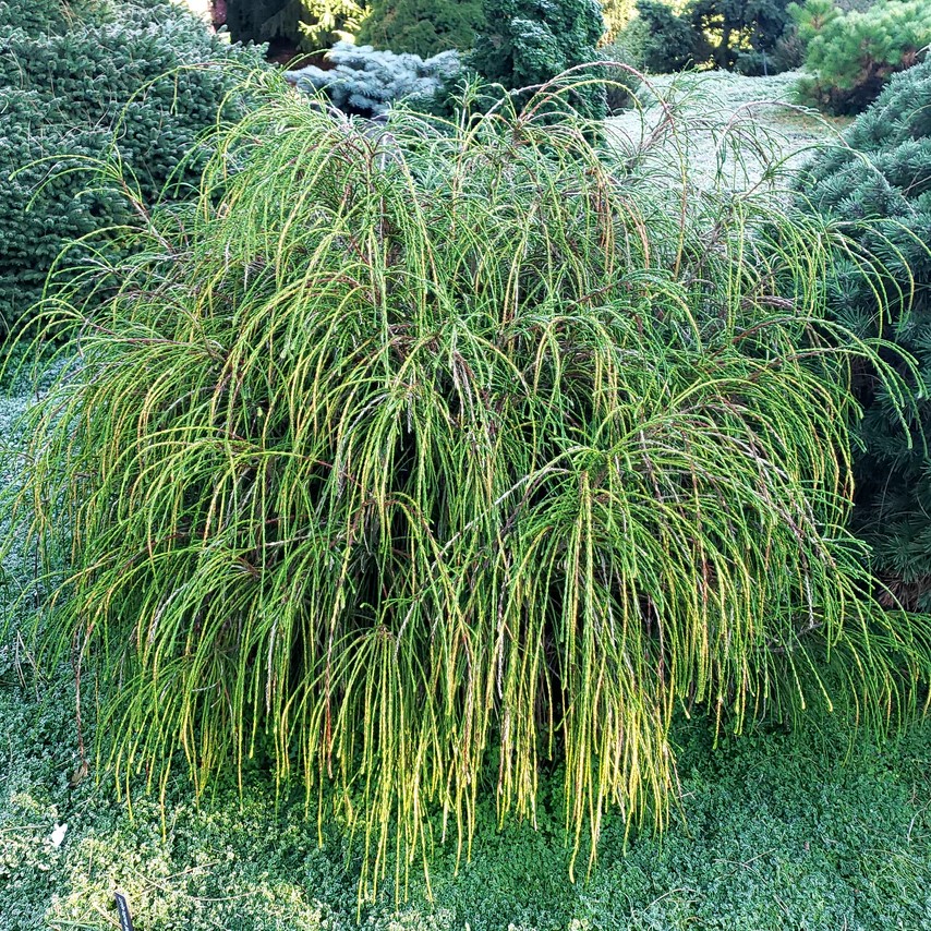 Thuja plicata Whipcord