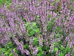Thymus pulegioides Tabor