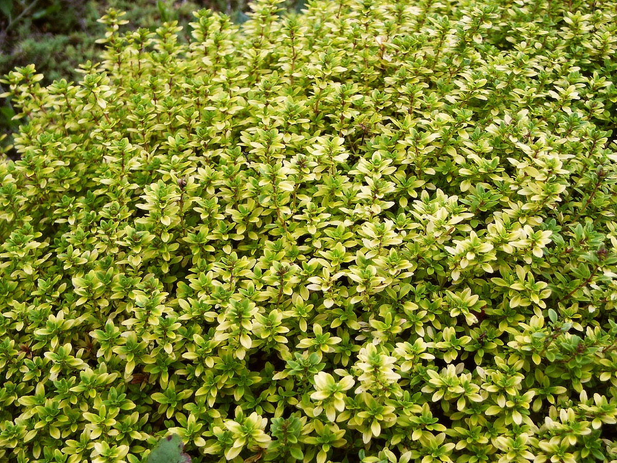 Thymus x citriodorus Bertram Anderson