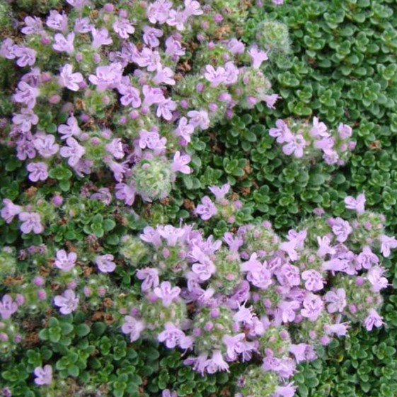Thymus praecox Minor