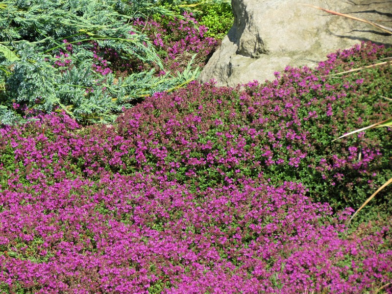 Thymus praecox Coccineus