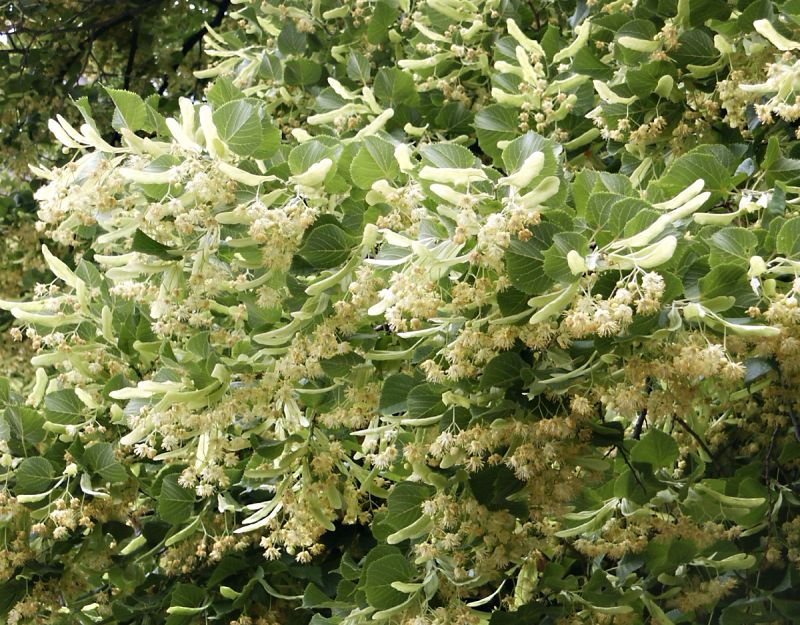 Tilia cordata