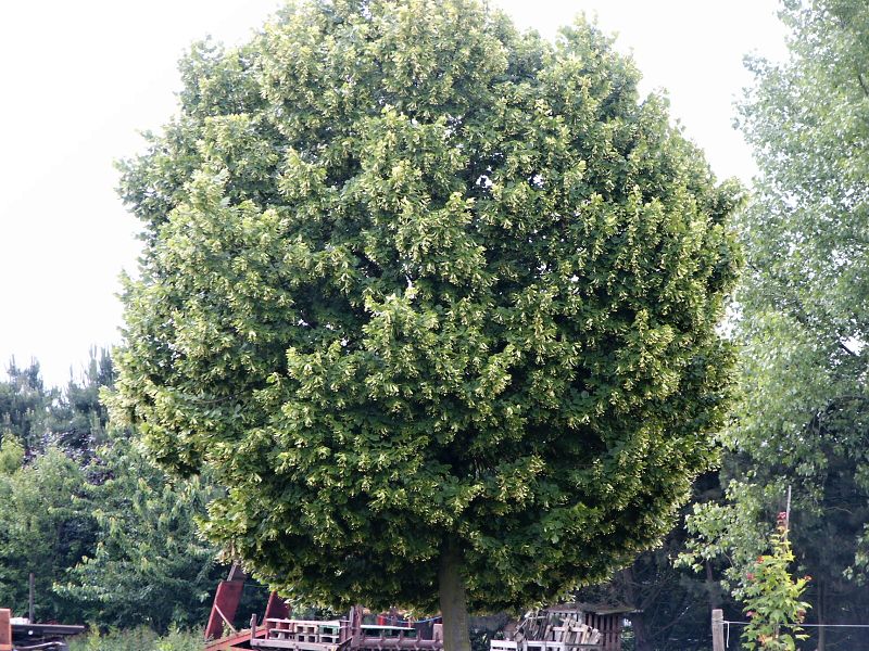 Tilia platyphyllos Zelzate (R)