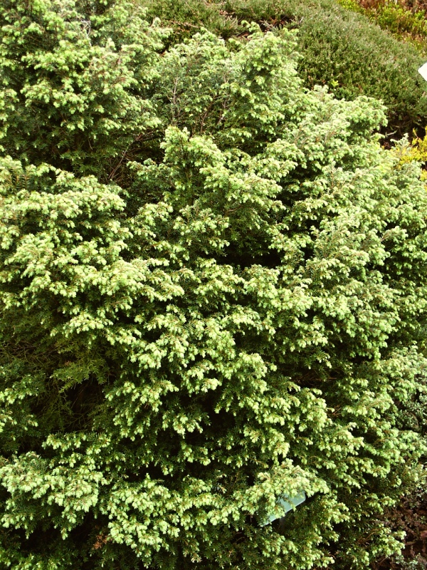 Tsuga canadensis Jacqueline Vercade