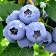 Vaccinium corymbosum Elliot