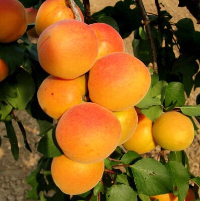 Prunus armeniaca Velkopavlovická