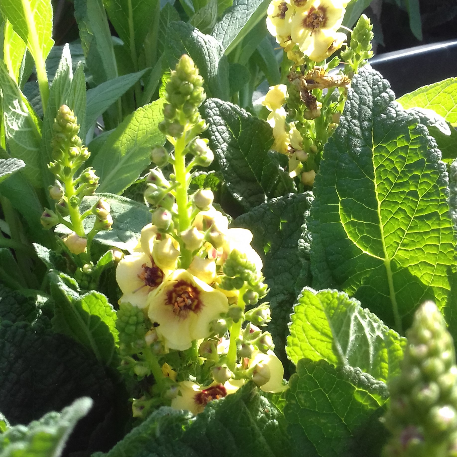 Verbascum hybridum Dark Eyes