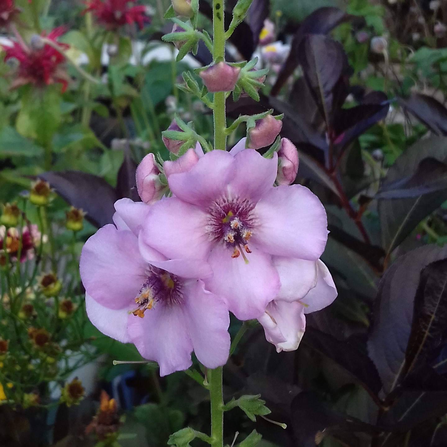 Verbascum hybridum Rosie