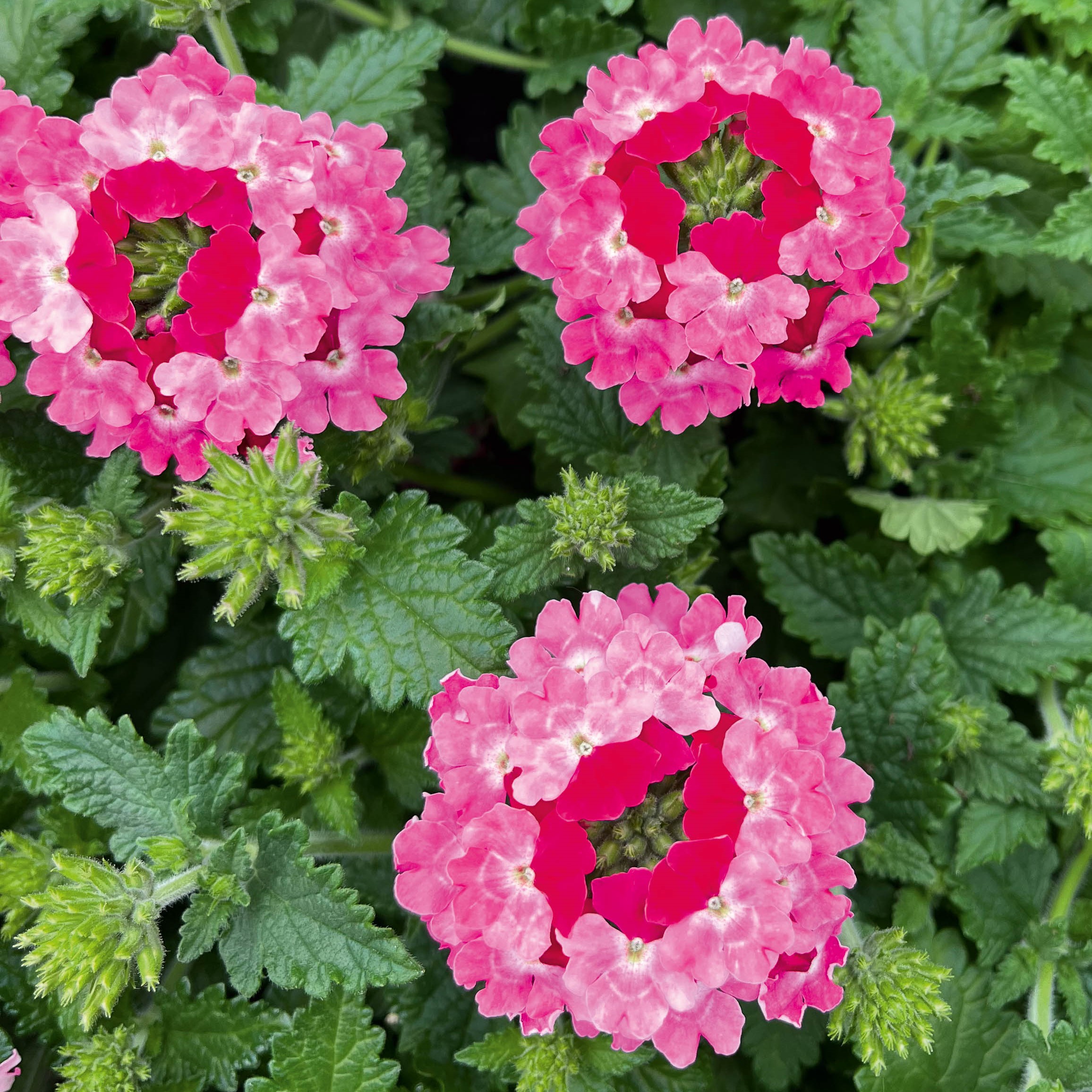 Verbena x Lascar® Pink Bicolor