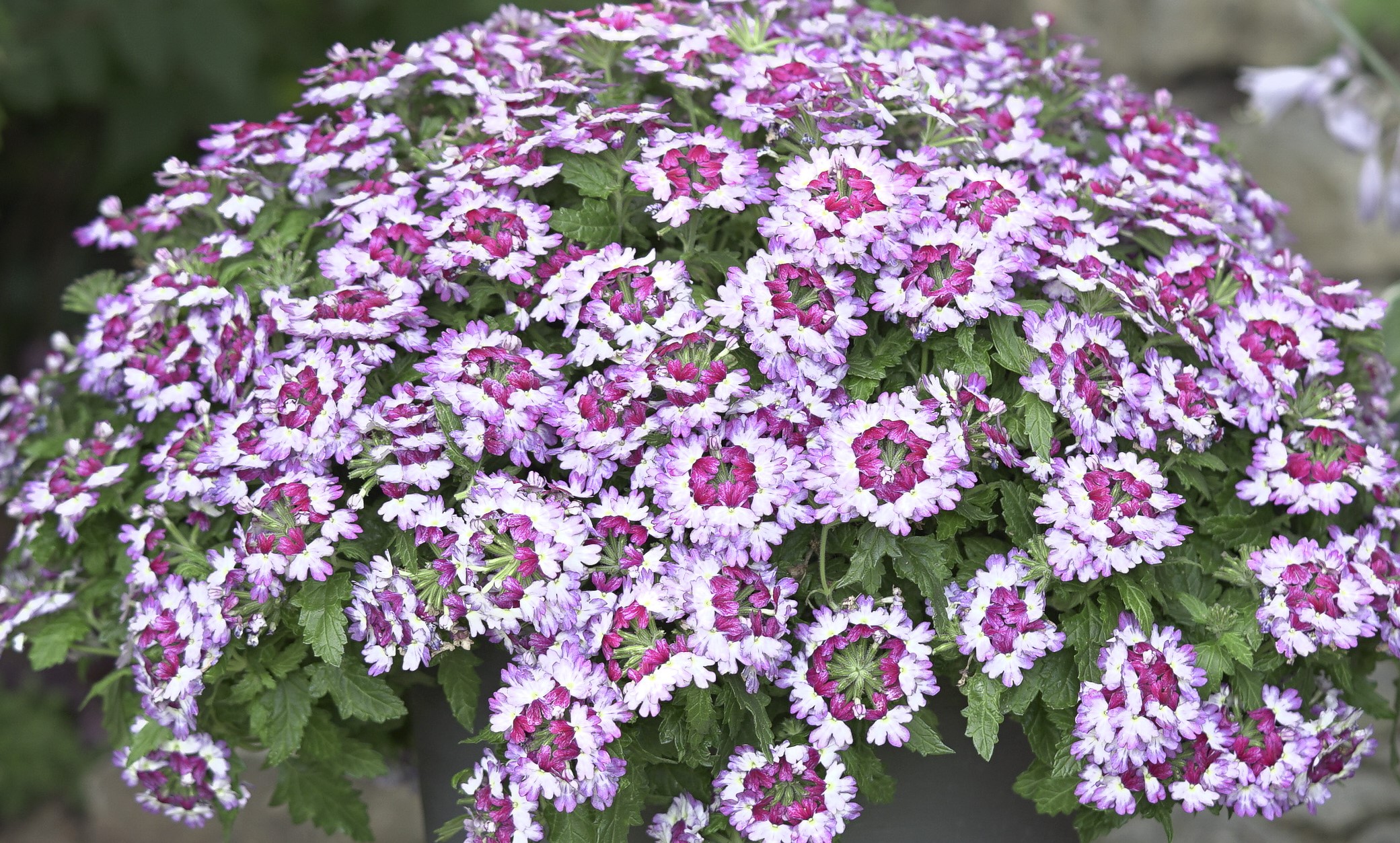 Verbena x Lascar® Bebop® Lavender '22