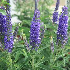 Veronica spicata Anniversary Blue