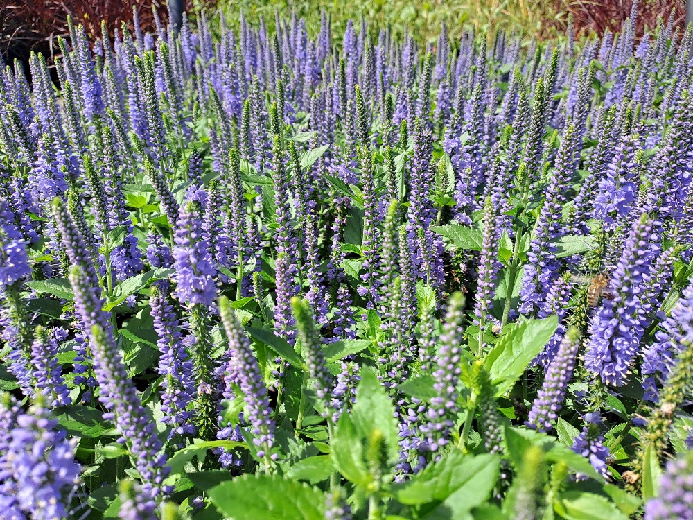 Veronica x Candela Blue