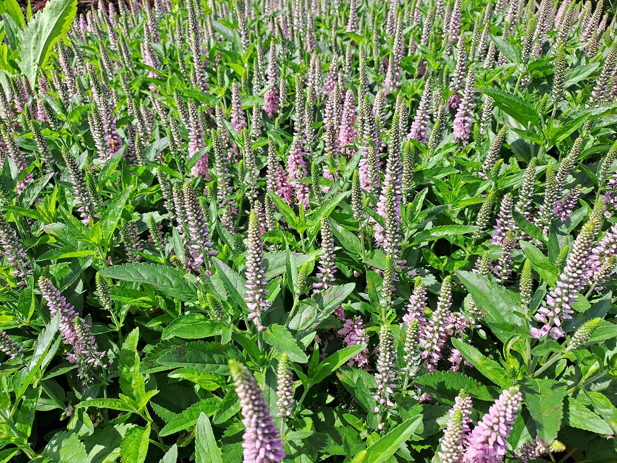 Veronica x Candela Pink