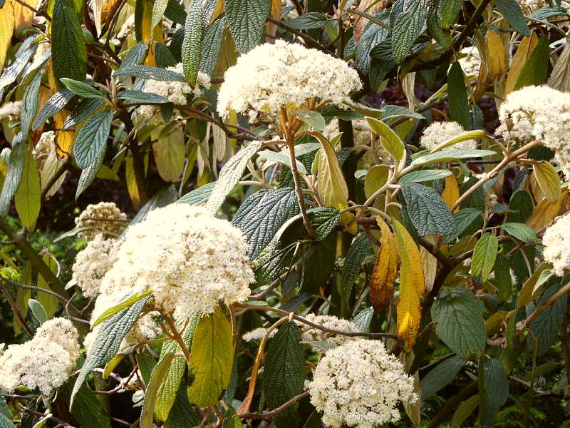 Viburnum rhytidophyllum