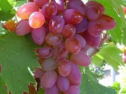 Vitis vinifera Jupiter