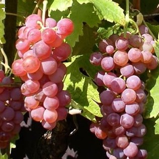 Vitis vinifera Red Globe