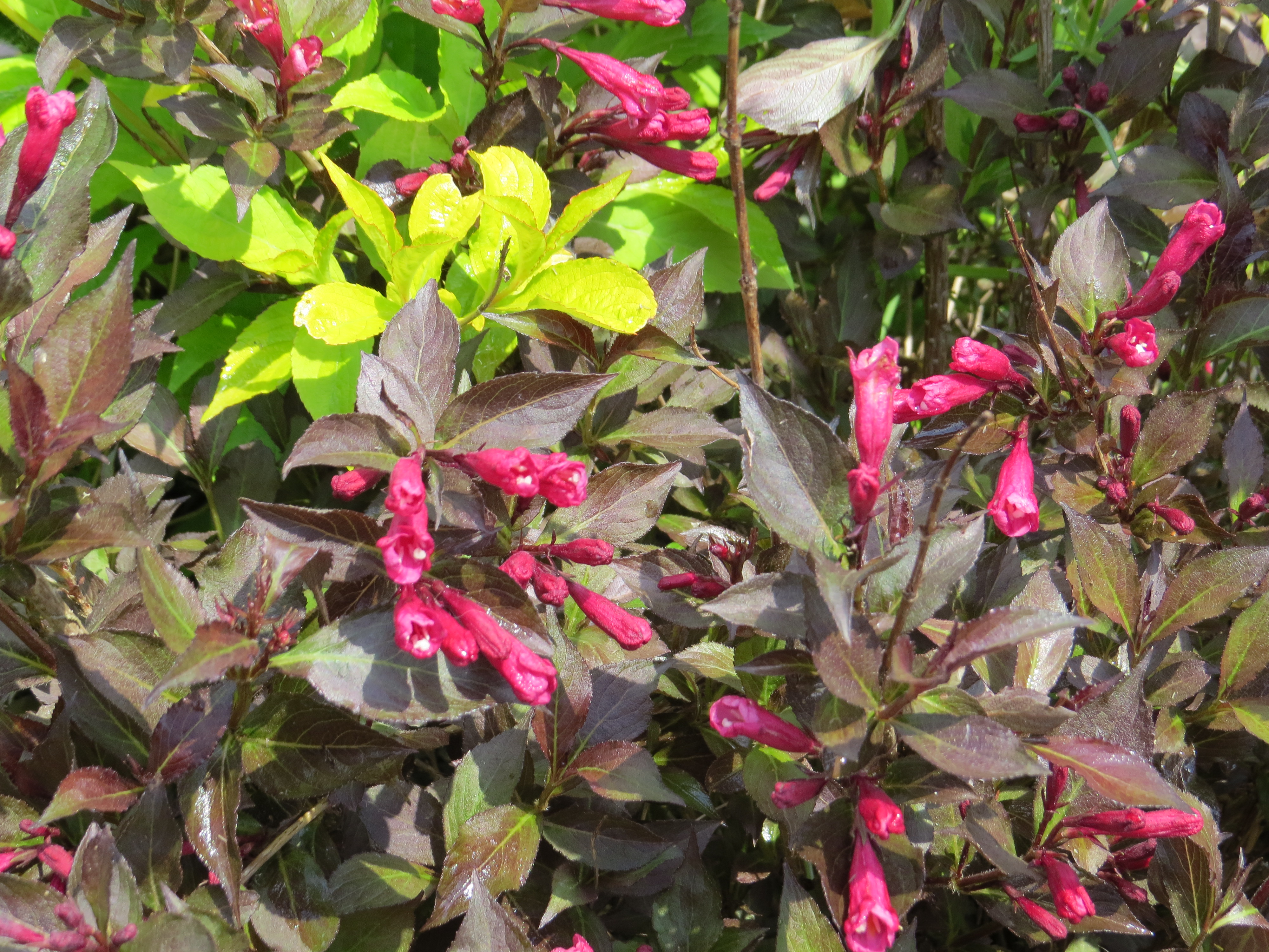 Weigela florida Ruby Queen