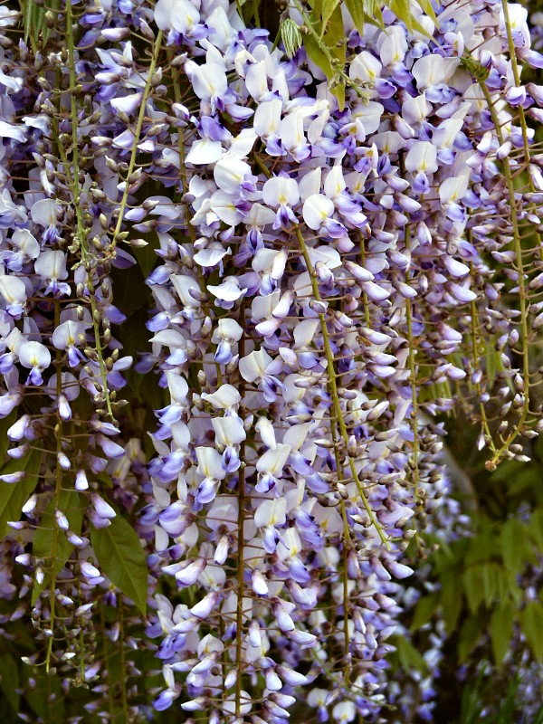 Wisteria floribunda Macrobotrys (syn. Longissima, Multijuga, Naga Noda)