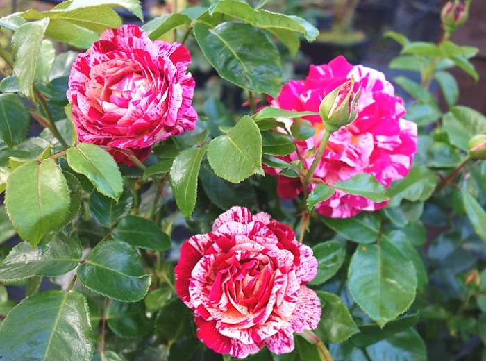 Rosa hybr. (F)  Abracadabra