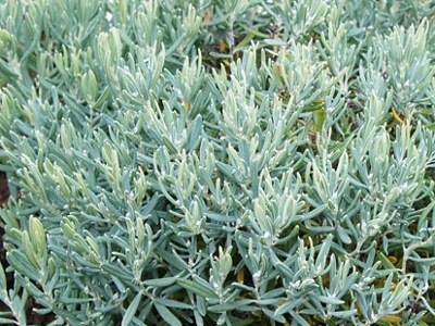 Andromeda polifolia Ice Blue
