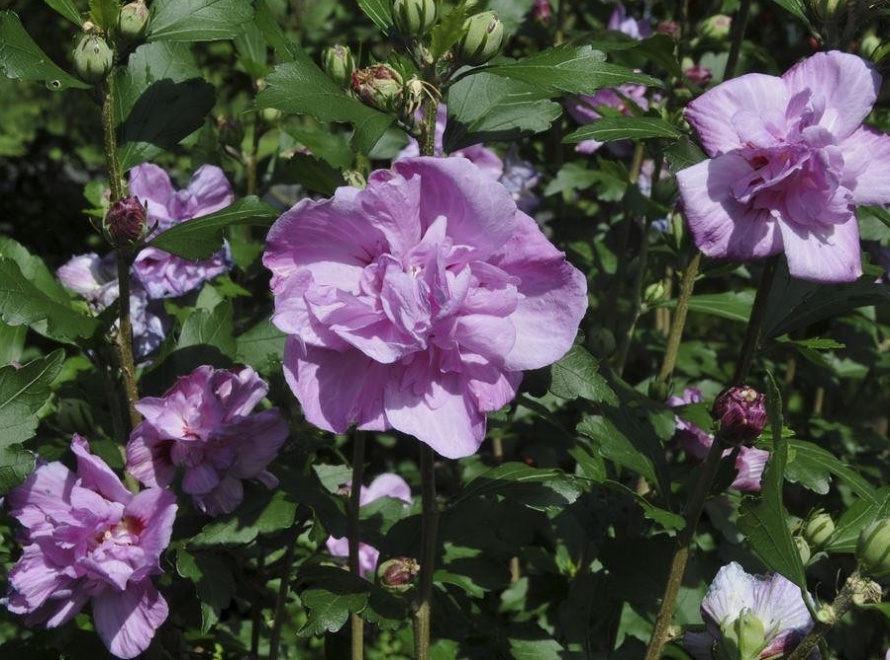 Hibiscus syriacus Ardens