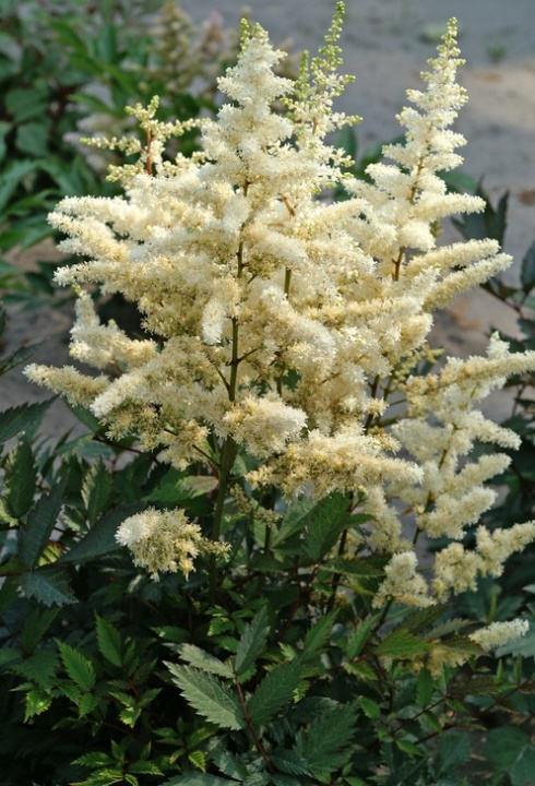 Astilbe japonica Ellie