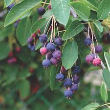 Amelanchier x lamarckii