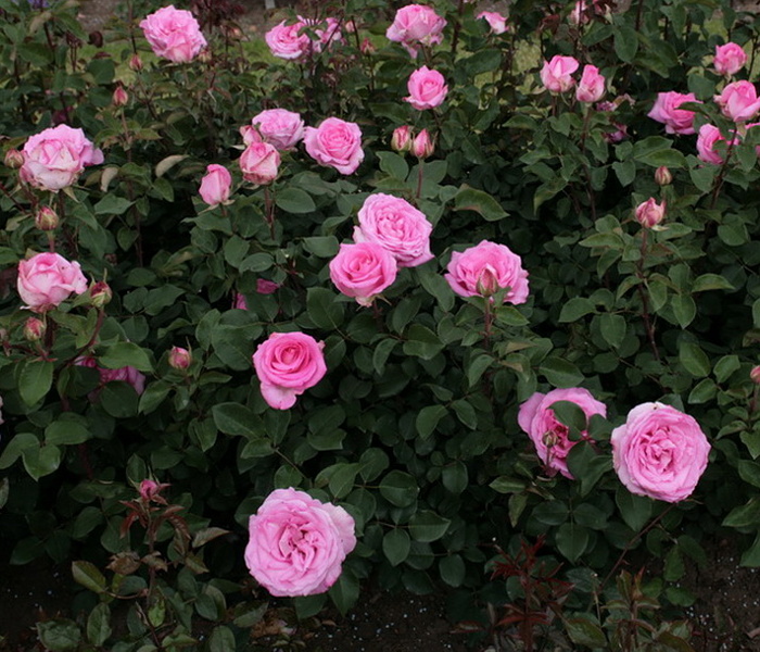 Rosa hybr. (CH)  Beverly