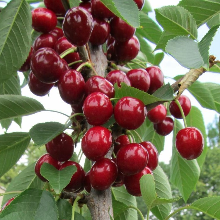 Prunus cerasus Campanello