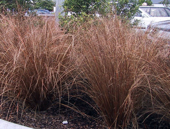 Carex buchananii Red Rooster