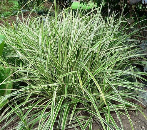 Carex morrowii Ice Dance