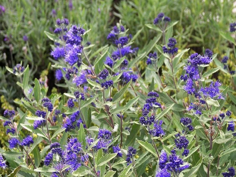 Caryopteris x clandonensis Kew Blue