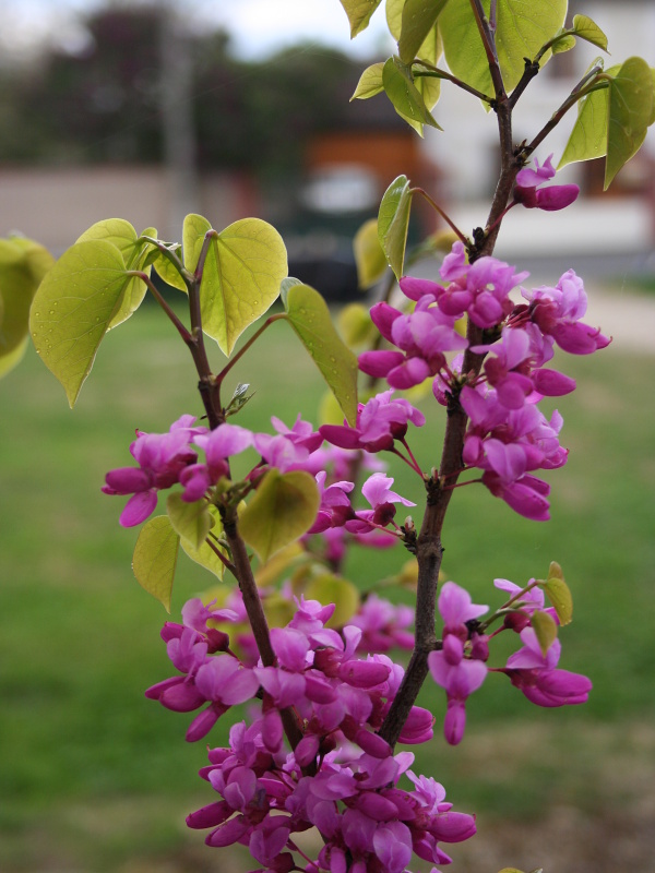 Cercis chinensis Avondale | Listnaté dřeviny |Zahradnictví Franc