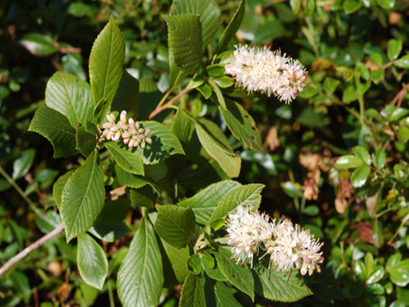Clethra alnifolia Pink Spire
