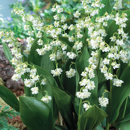 Convallaria majalis Prolificans
