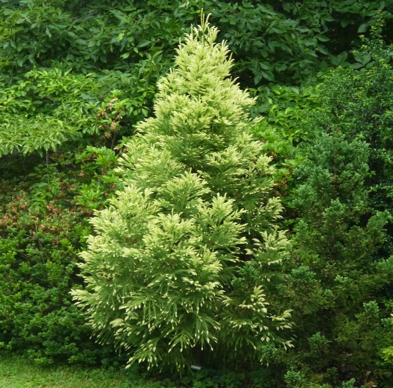 Cryptomeria japonica Sekkan
