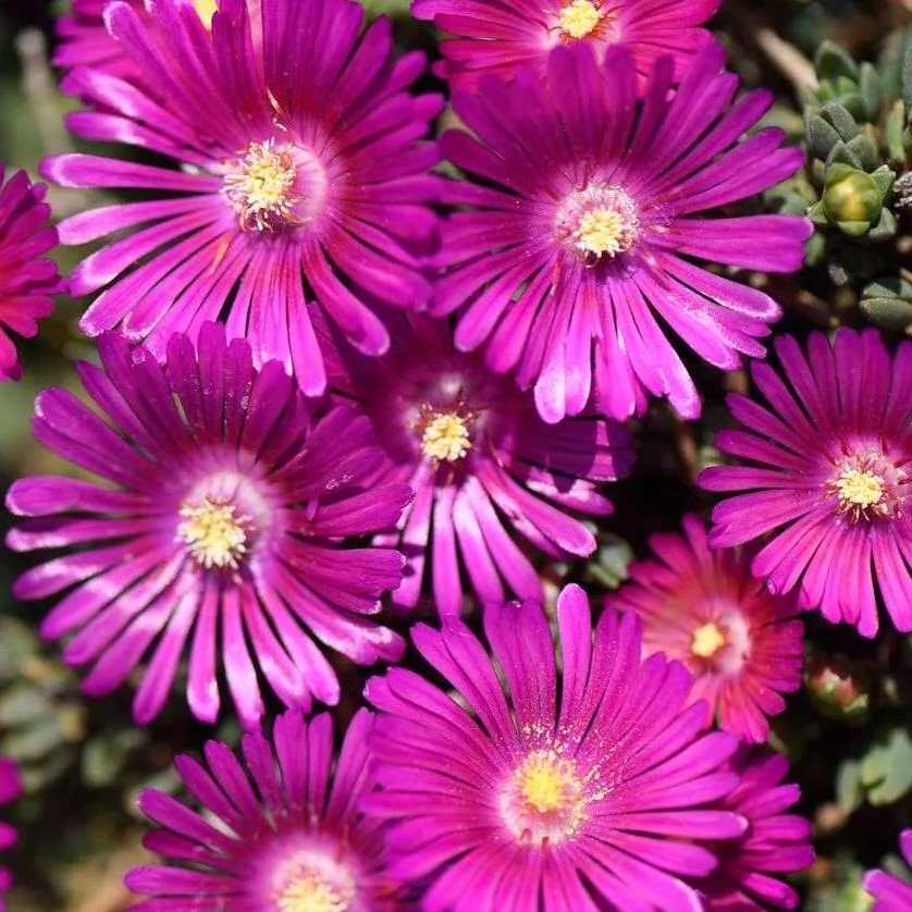 Delosperma Sundella Neon