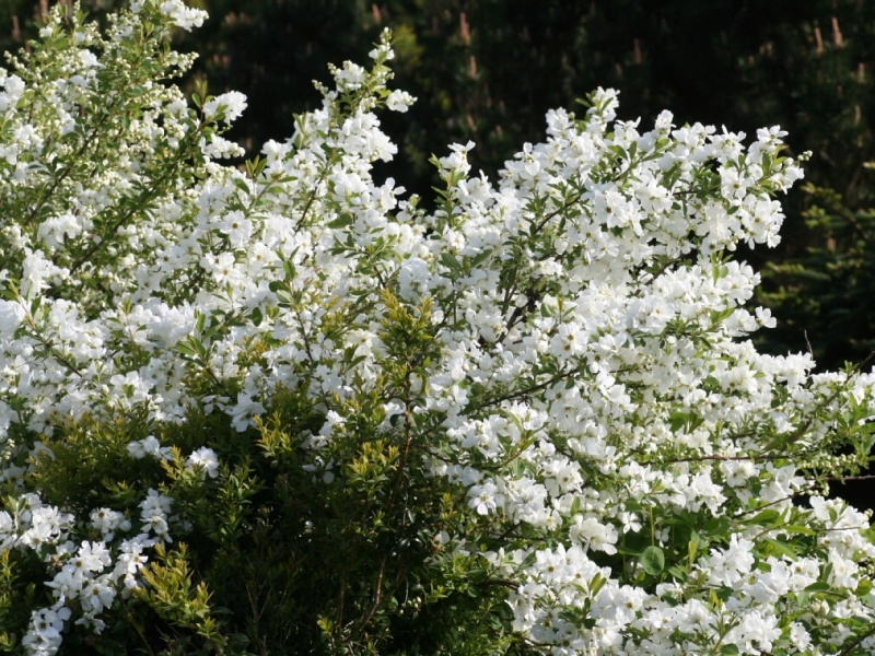 Exochorda racemosa Niagara PBR