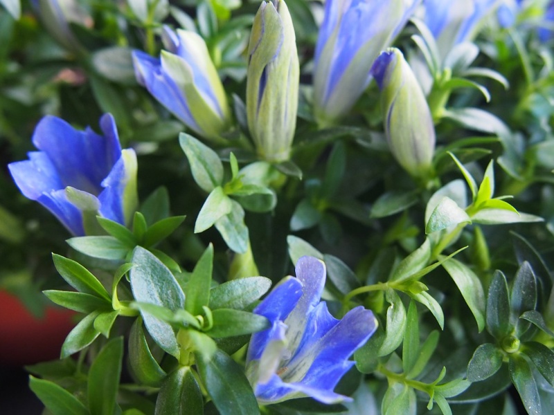 Gentiana scabra Berg Blaw