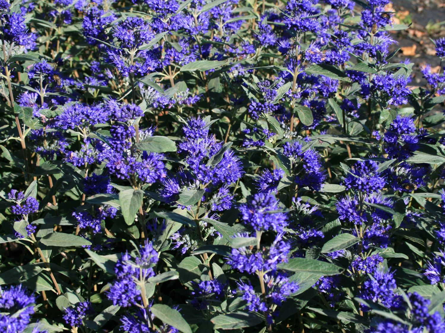Caryopteris x clandonensis Grand Bleu