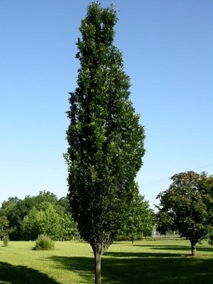 Quercus palustris Green Pillar