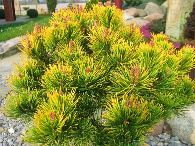 Pinus mugo Hostýn Gold